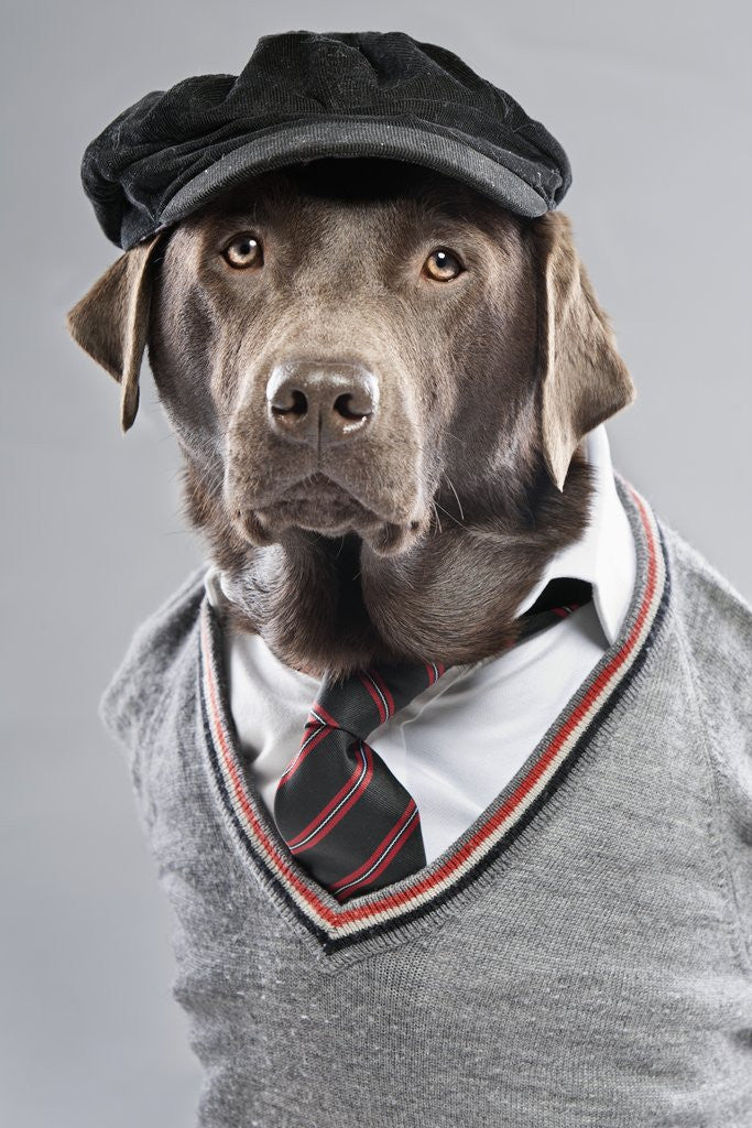 Detail of Dog in sweater and cap by Corbis