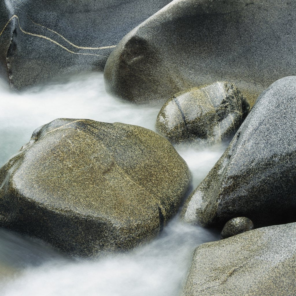 Detail of Westland National Park, South Island, New Zealand by Anonymous