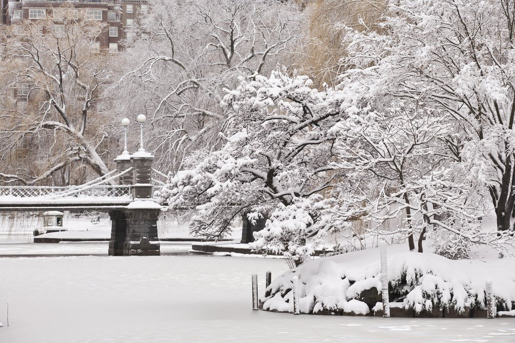 Detail of Snow covered trees with a footbridge in a public park, Boston Public Garden, Boston, Massachusetts, USA by Anonymous