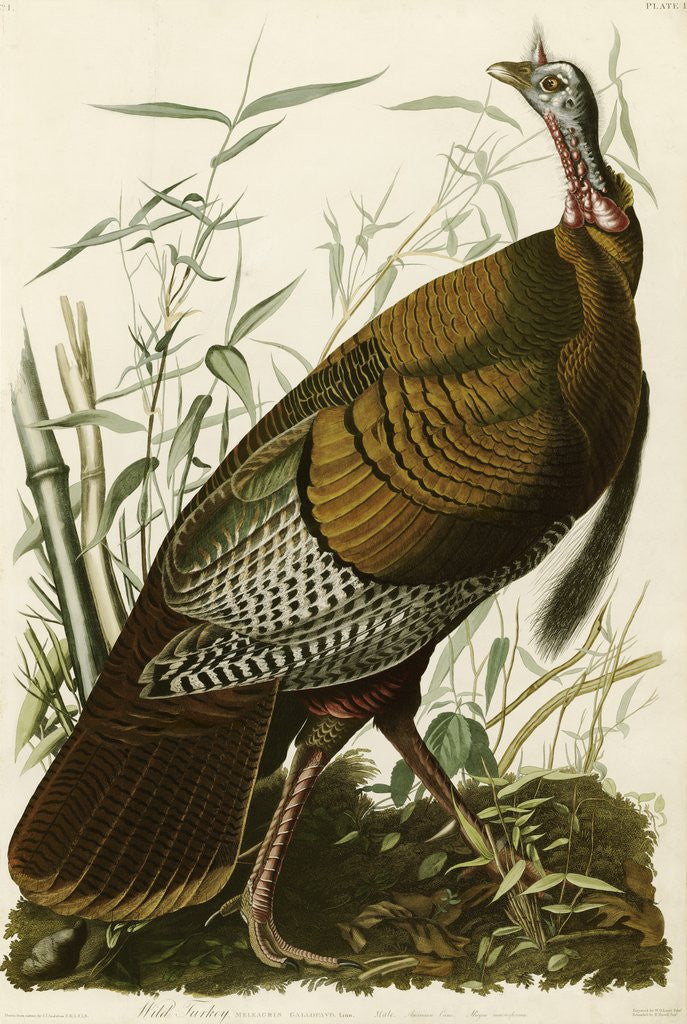 Detail of Wild Turkey by John James Audubon