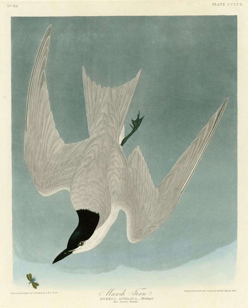 Detail of Marsh Tern by John James Audubon