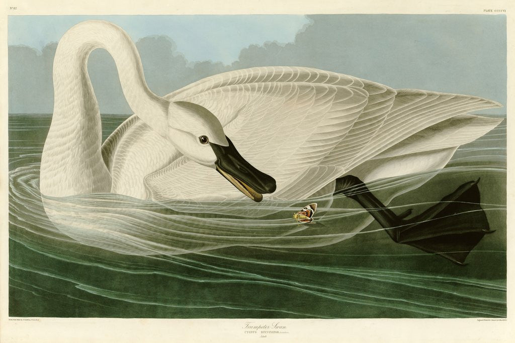 Detail of Trumpeter Swan by John James Audubon