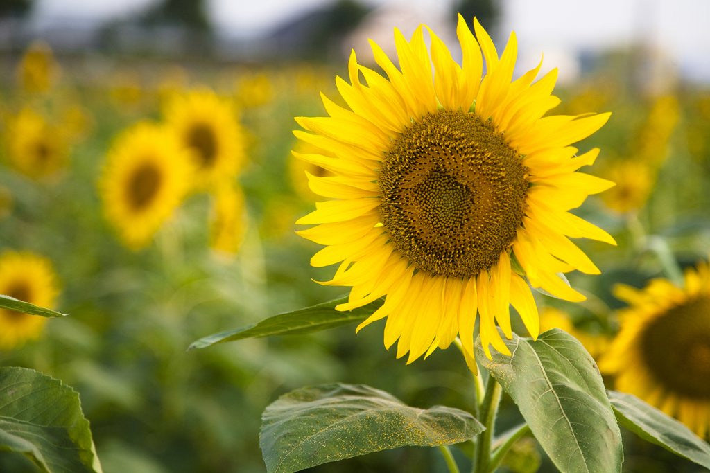 Detail of Close-up of a yellow sunflower by Corbis
