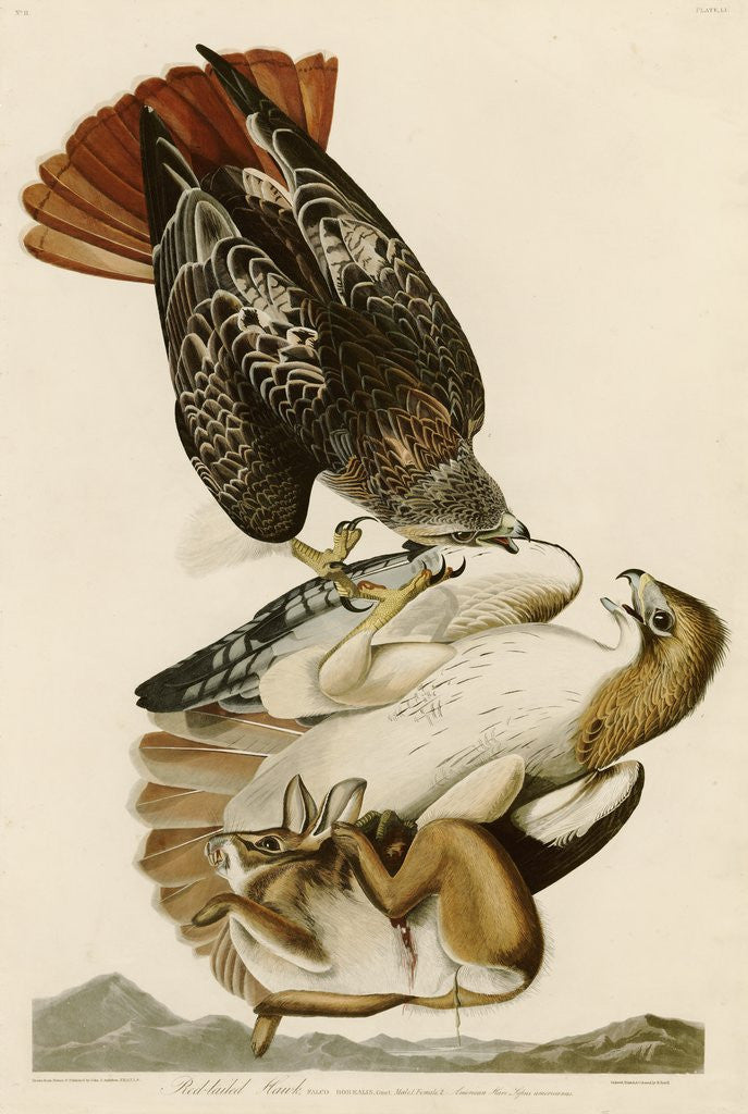Detail of Red-Tailed Hawk by John James Audubon