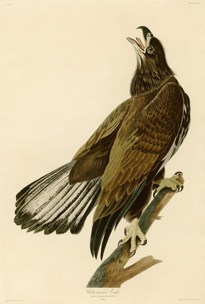 Detail of White-Headed Eagle by John James Audubon