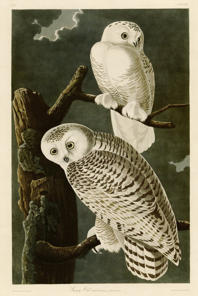 Detail of Snowy Owl by John James Audubon
