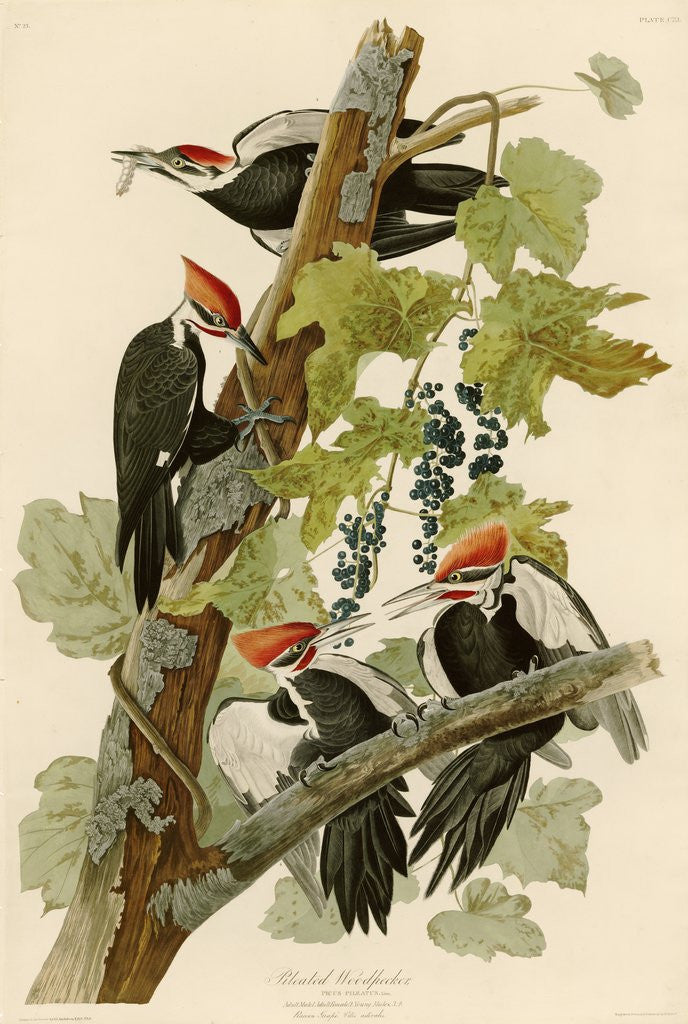 Detail of Pileated Woodpecker by John James Audubon