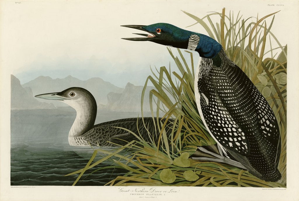 Detail of Great Northern Diver or Loon by John James Audubon