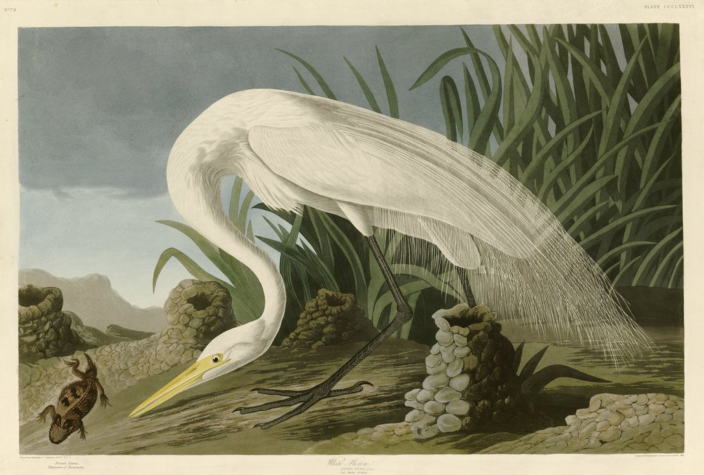 Detail of White Heron by John James Audubon