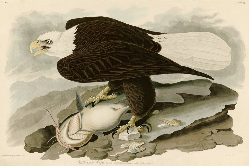Detail of White Headed Eagle by John James Audubon