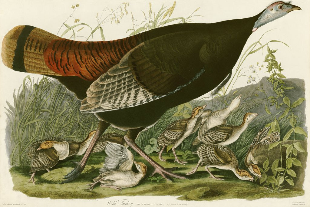 Detail of Wild Turkey by John James Audubon
