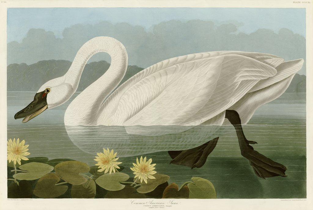 Detail of Common American Swan by John James Audubon
