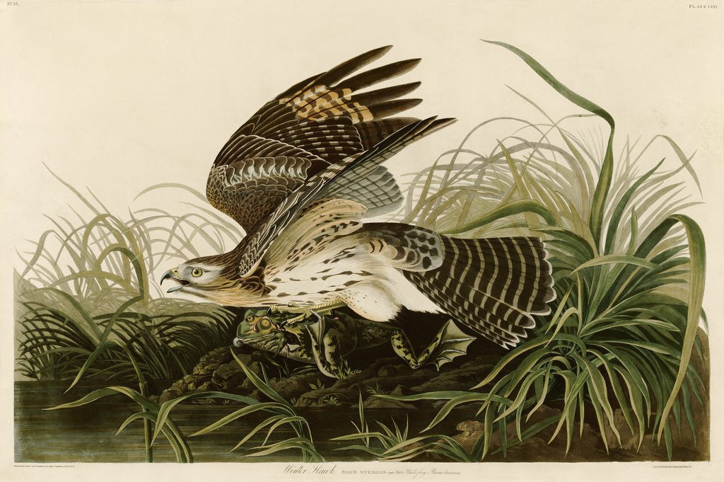 Detail of Winter Hawk by John James Audubon