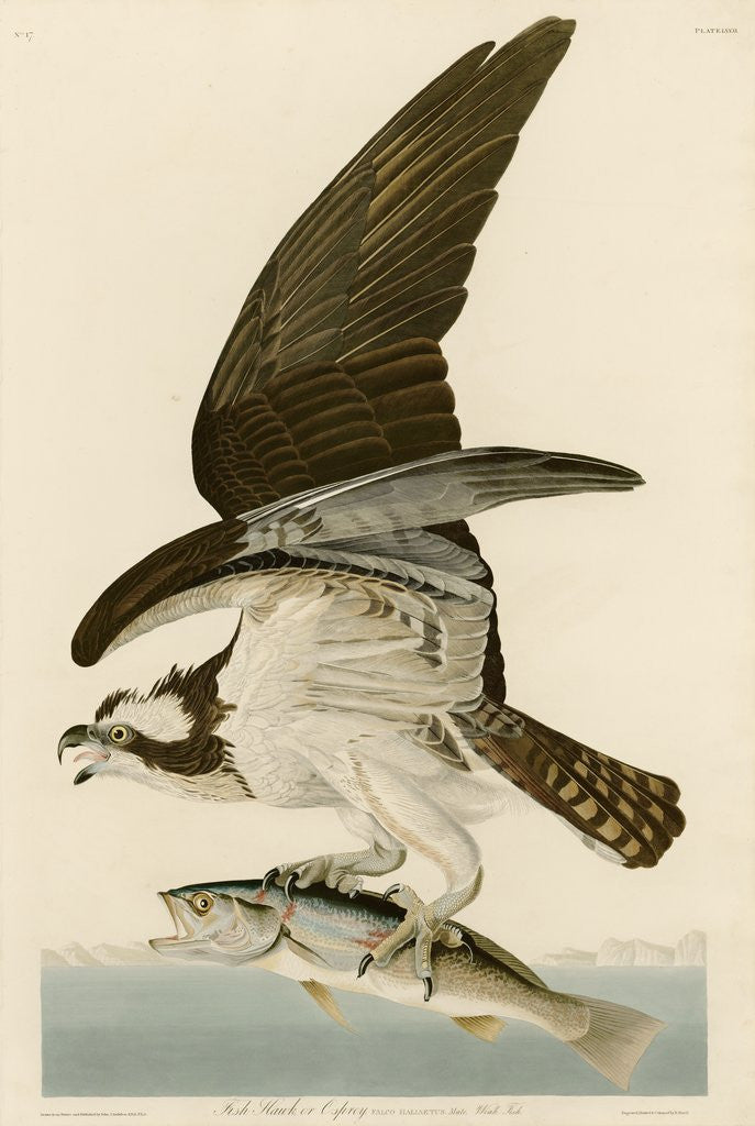 Detail of Fish Hawk or Osprey by John James Audubon