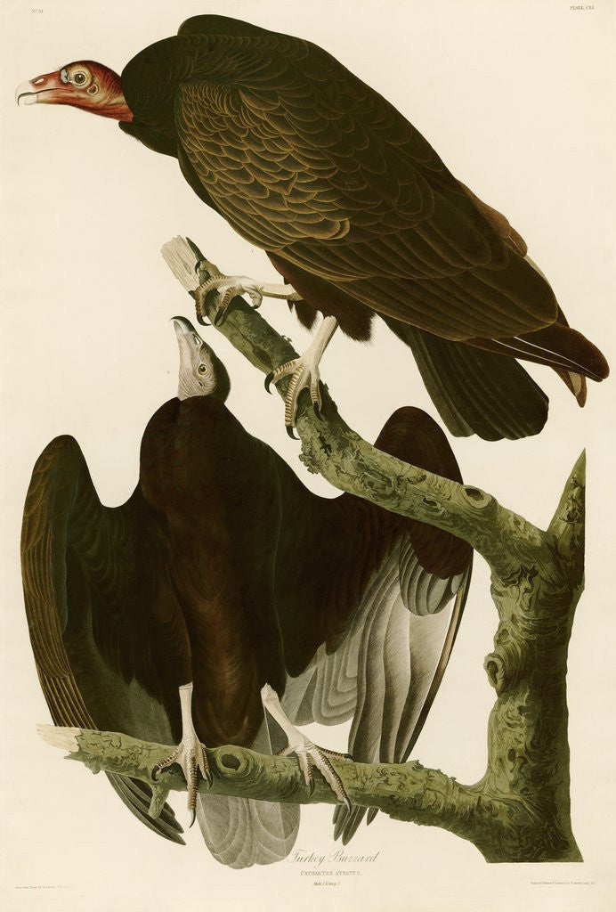 Detail of Turkey Buzzard by John James Audubon