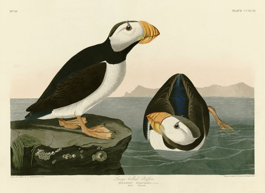 Detail of Large Billed Puffin by John James Audubon