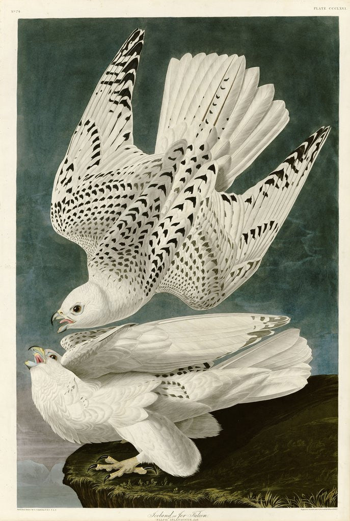 Detail of Iceland or Jer Falcon by John James Audubon
