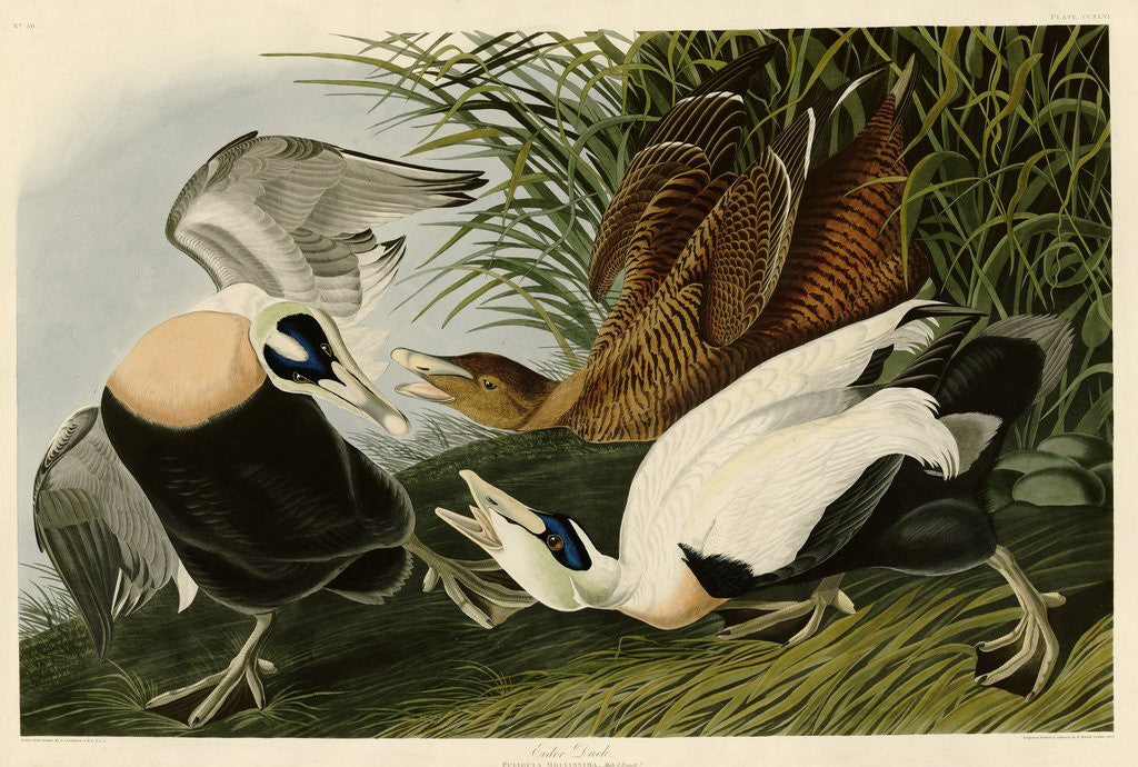 Detail of Eider Duck by John James Audubon