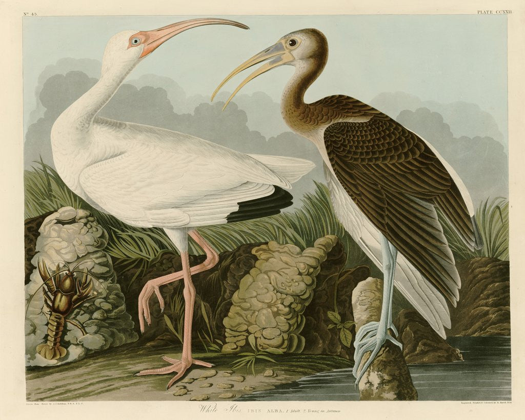 Detail of White Ibis by John James Audubon