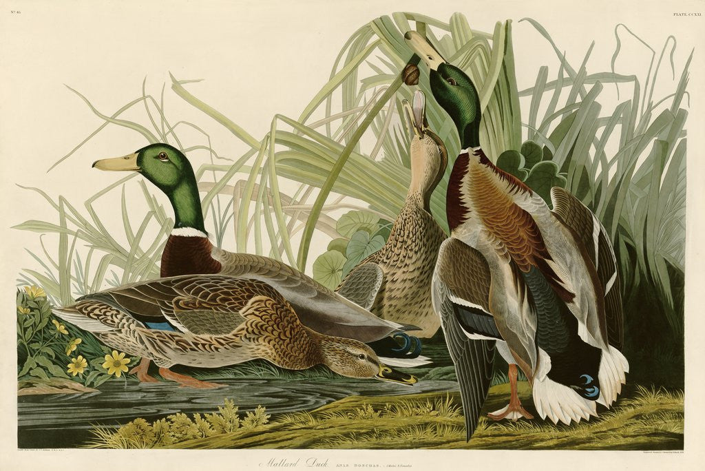 Detail of Mallard Duck by John James Audubon