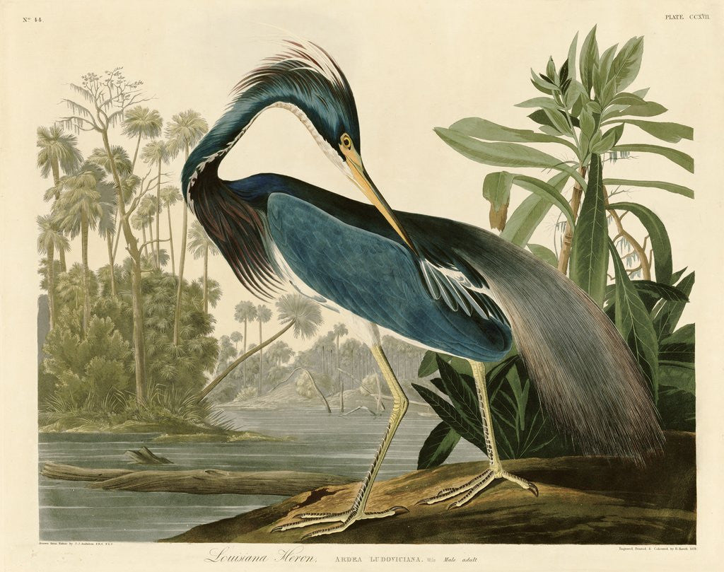 Detail of Louisiana Heron by John James Audubon