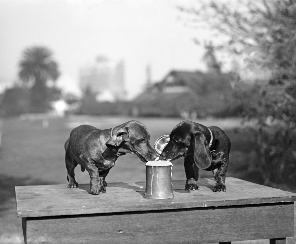 Detail of Two dachshund puppies lapping beer from stein by Corbis