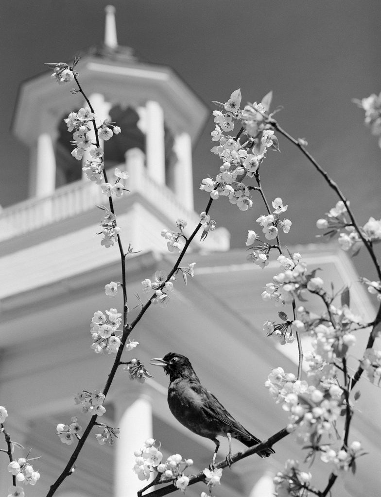Detail of Robin perched on blossoming branch with church steeple in background by Anonymous