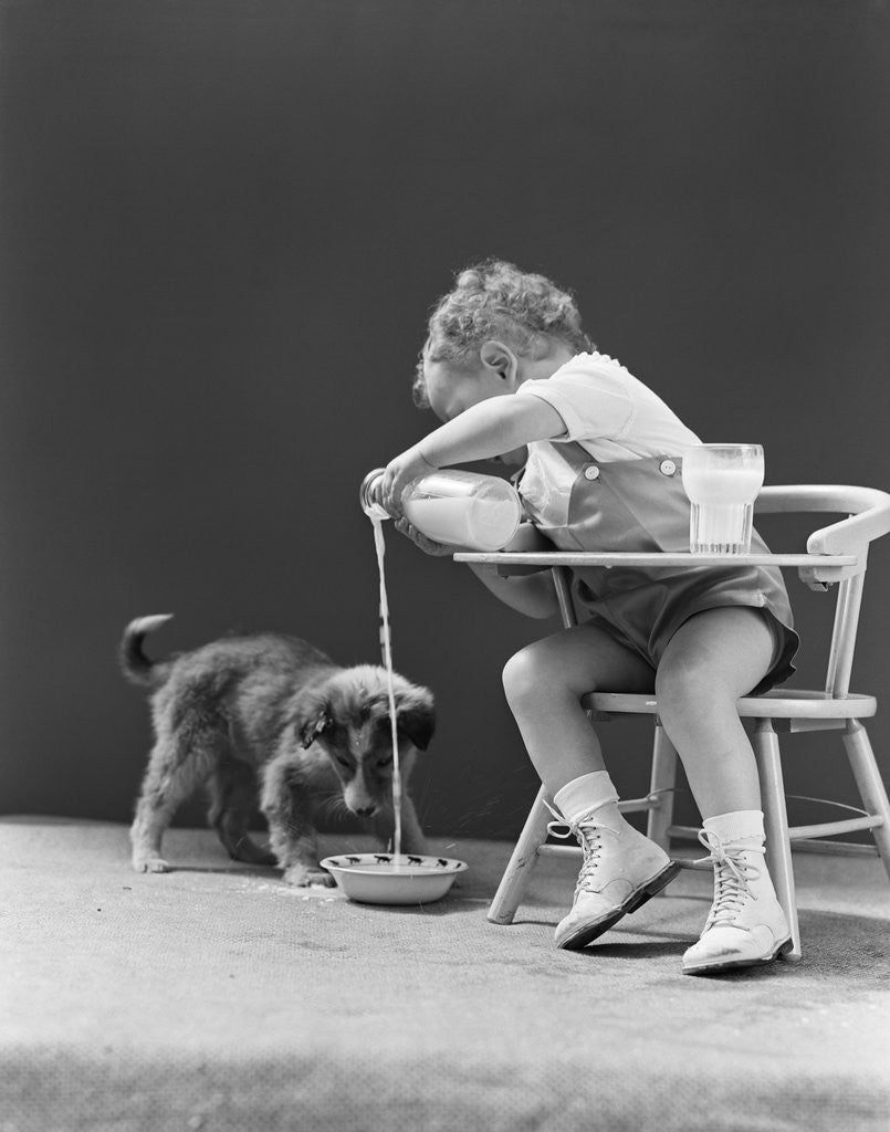 Detail of Toddler sitting in chair pouring milk from bottle into bowl for puppy dog by Corbis