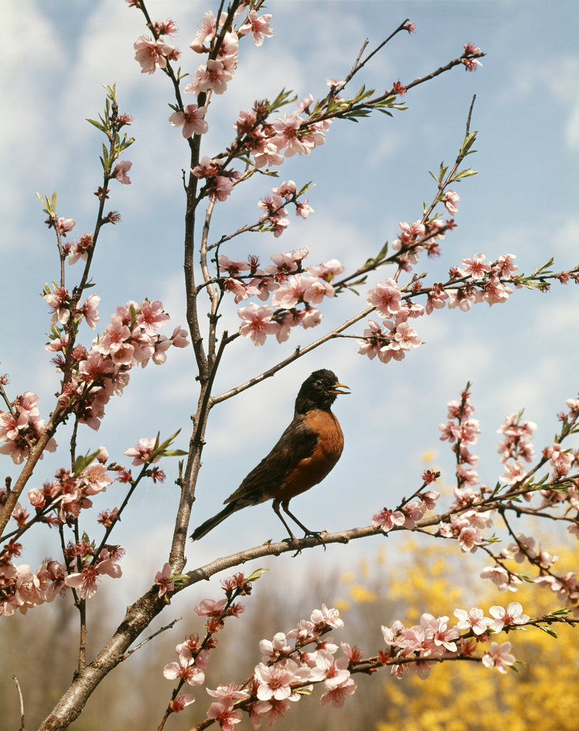 Robin perched on tree branch with spring blossoms by Corbis