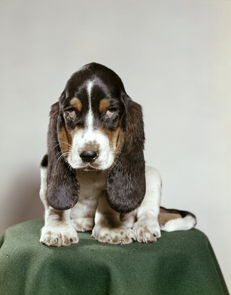 Detail of Bassett hound puppy with soulful sad eyes looking directly ahead by Corbis