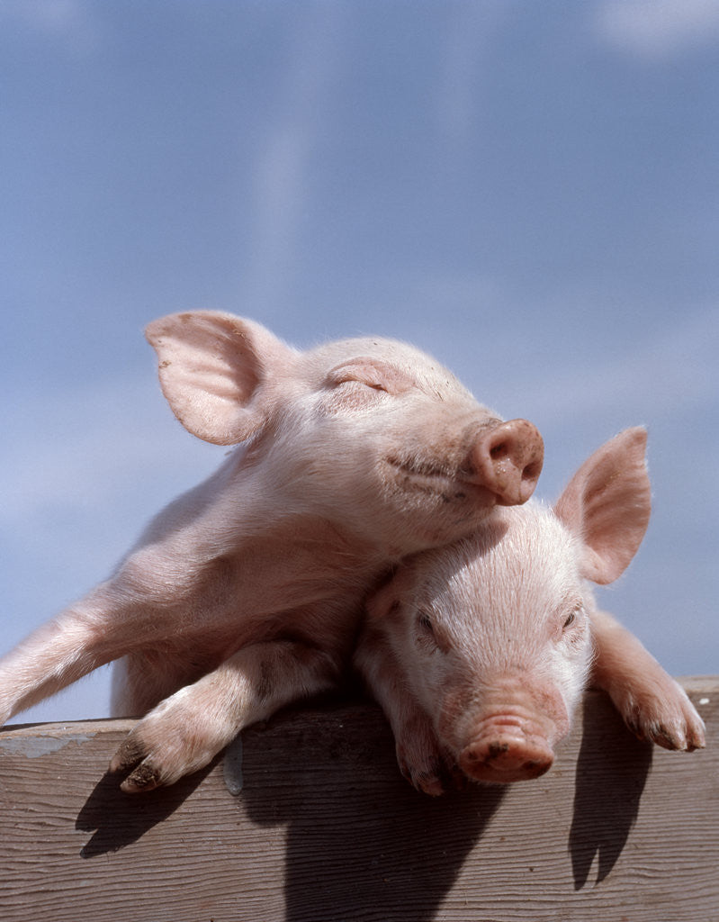 Detail of Two piglets leaning against each other on fence rail by Anonymous