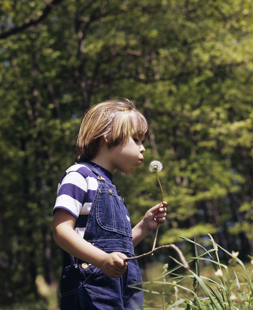 Detail of Boy wearing bib overalls blowing on dandelion head by Anonymous