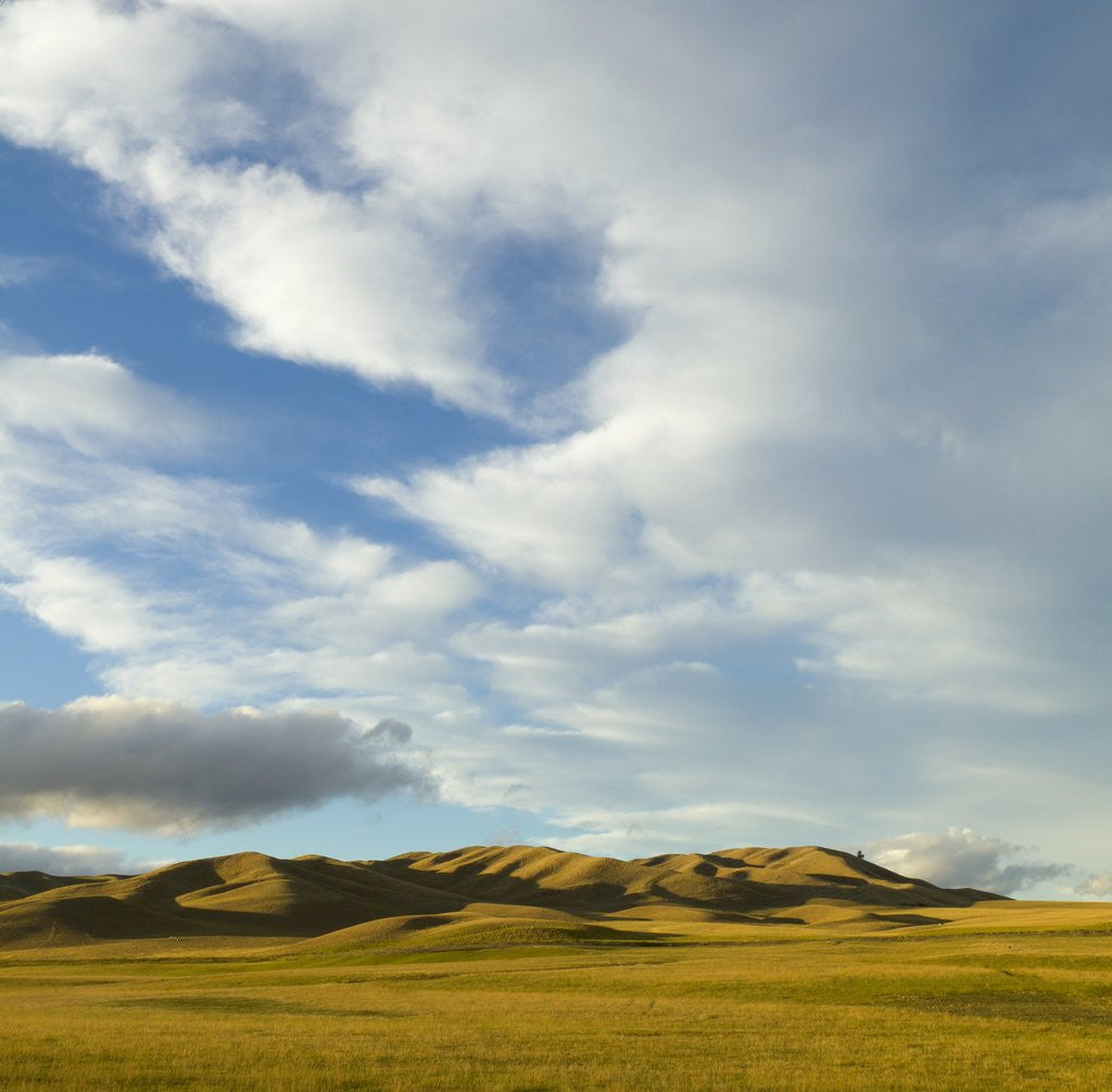Detail of Grazing farmland hills and cumulus clouds, evening, South Island, New Zealand by Anonymous