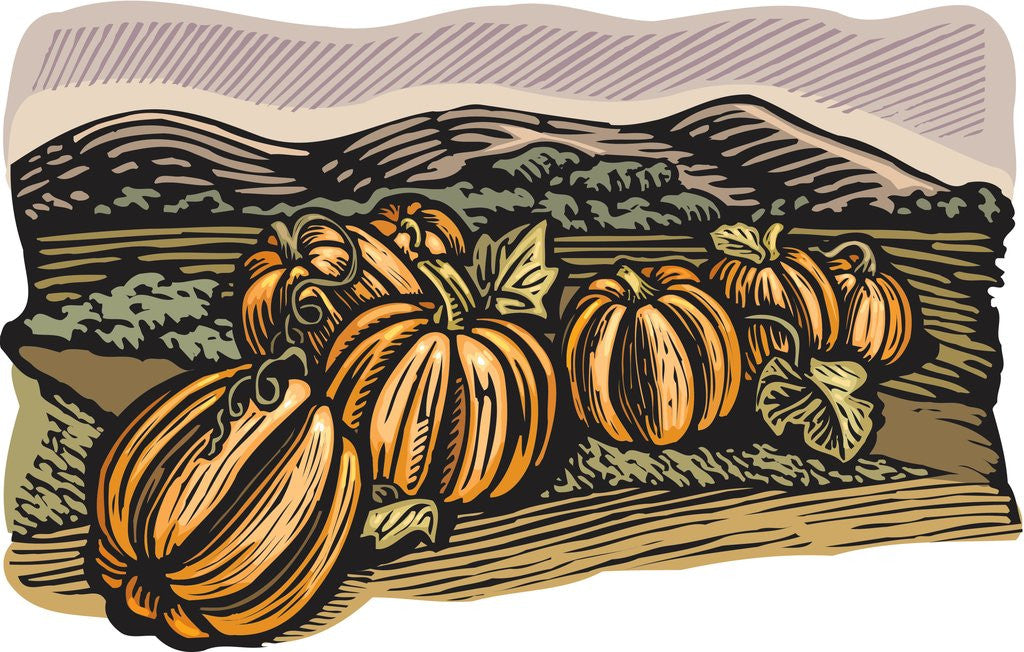 Detail of Pumpkin patch by Corbis