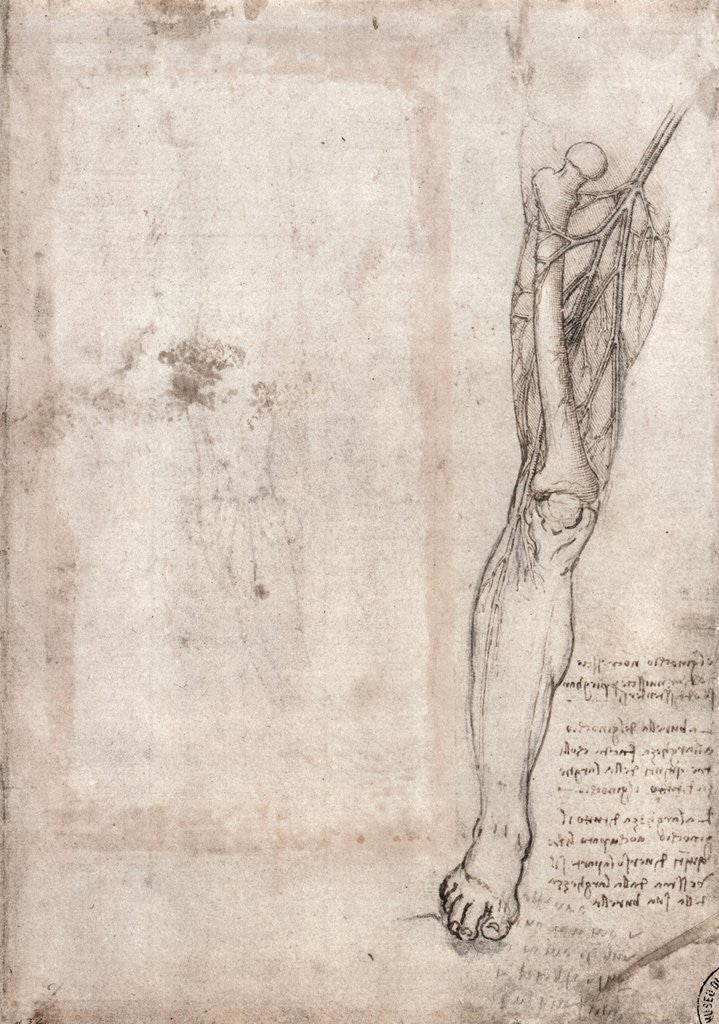 Detail of Drawing of human leg by Leonardo da Vinci