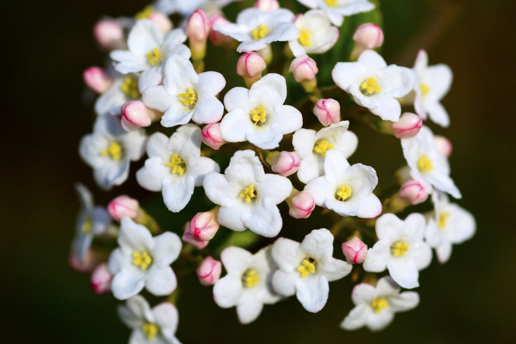Detail of Closeup of Daphne flower by Anonymous