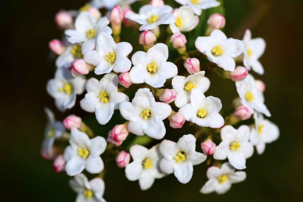 Detail of Closeup of Daphne flower by Corbis
