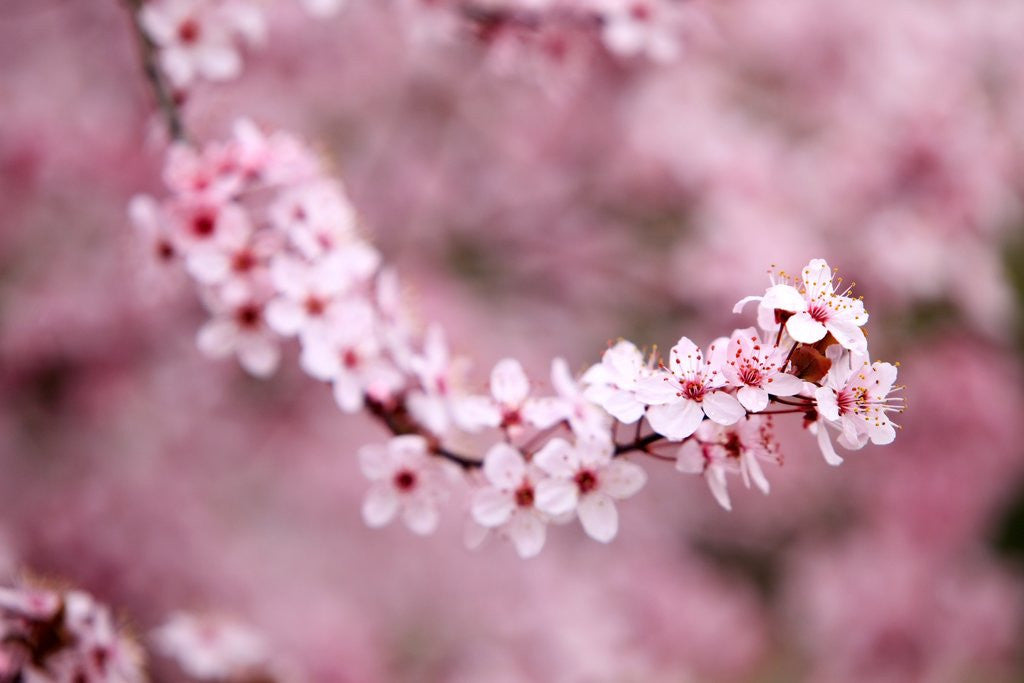 Detail of Closeup of Cherry blossoms on tree by Anonymous