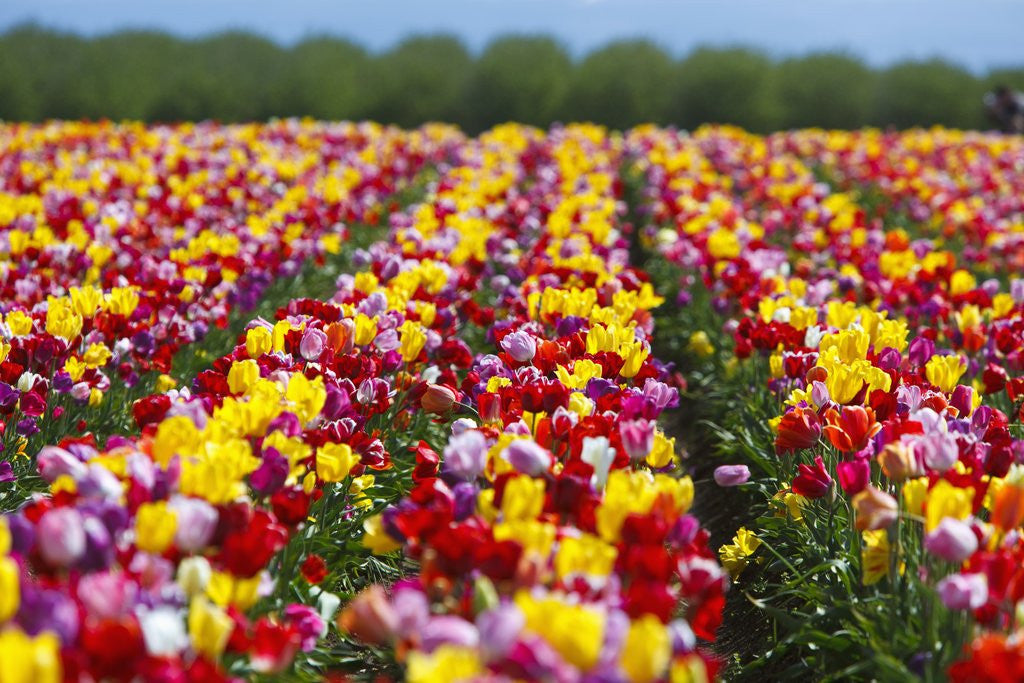 Detail of Tulip fields in Woodburn, Oregon by Anonymous