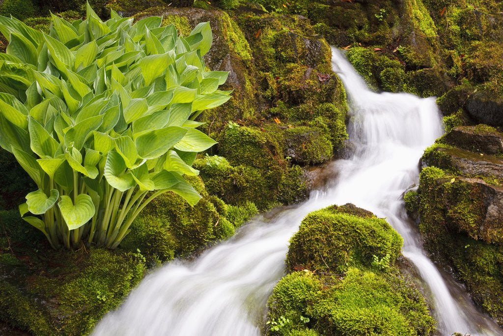 Detail of Waterfall in Crystal Spring Rhododendron Gardens by Anonymous
