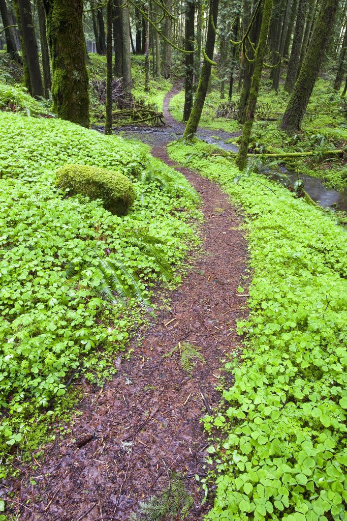 Detail of Trail in Oregon Cascades by Anonymous
