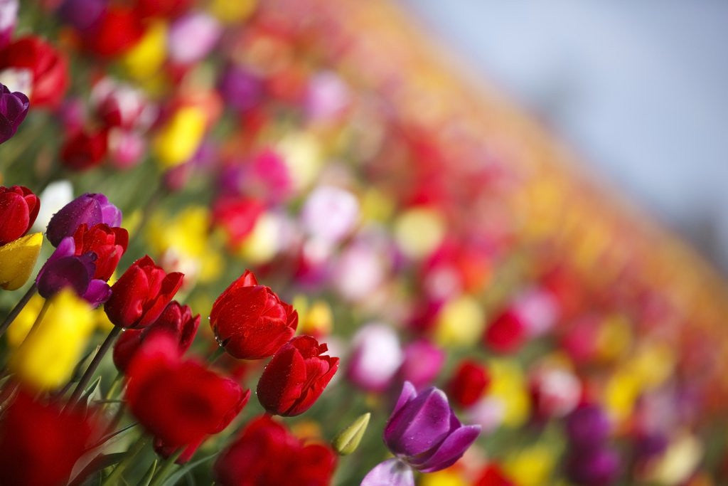Detail of Tulip fields in Woodburn, Oregon by Anonymous