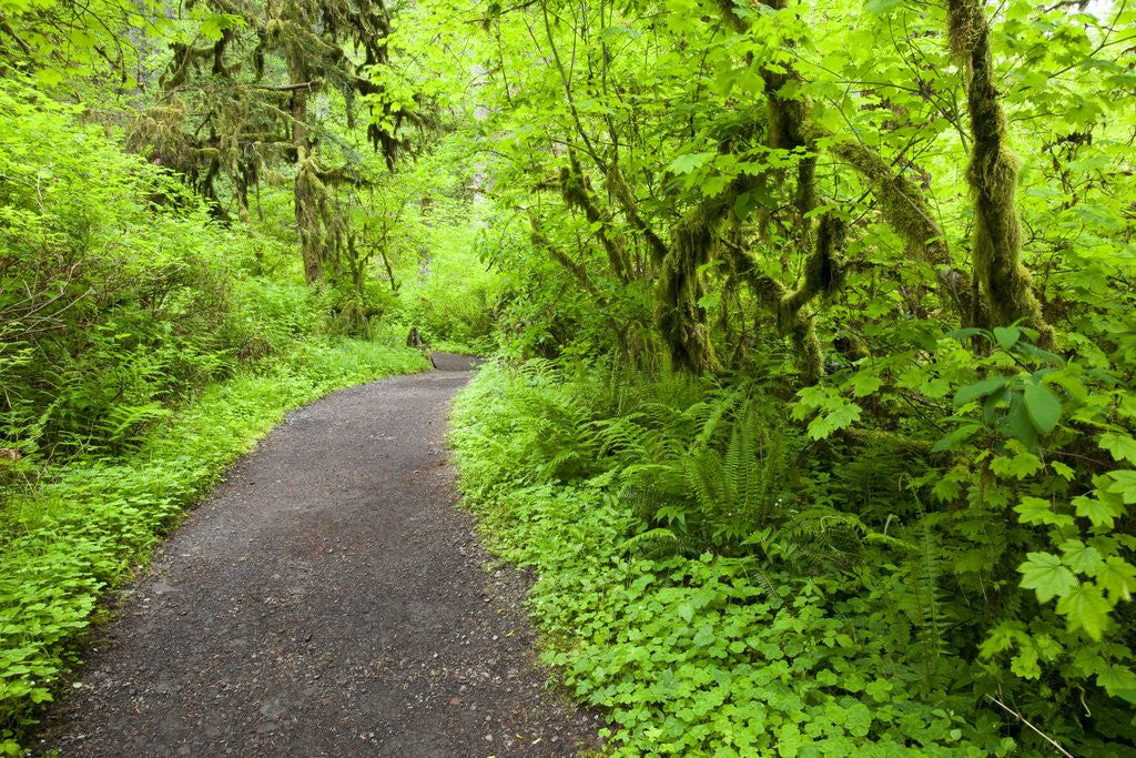 Detail of Trail in Silver Falls State Park by Anonymous