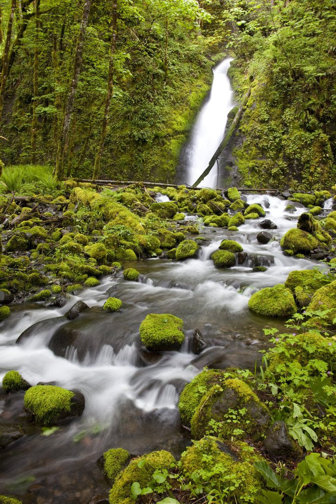 Detail of Ruckel Creek Falls by Anonymous