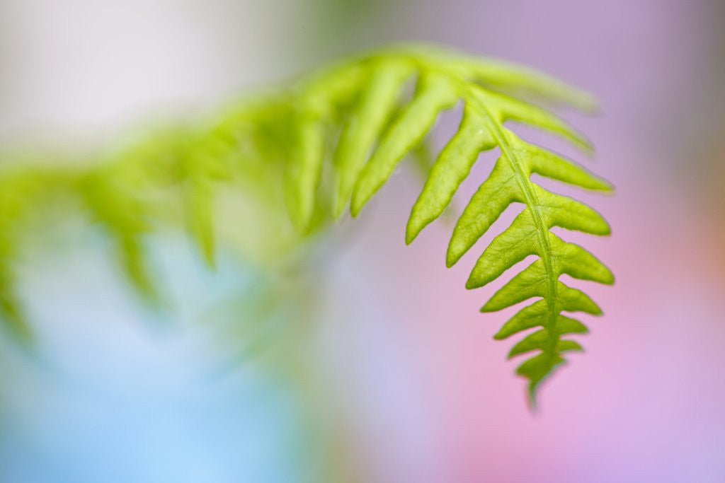 Detail of Closeup of fern in Mt. Hood, Oregon by Anonymous