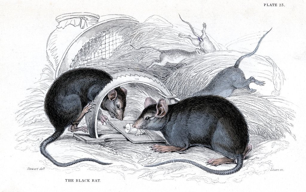 Detail of Black rat caught in trap by Anonymous