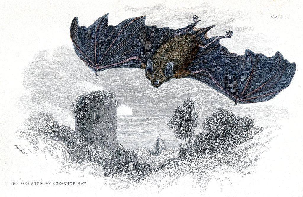 Detail of Greater horse-shoe bat in flight by Anonymous