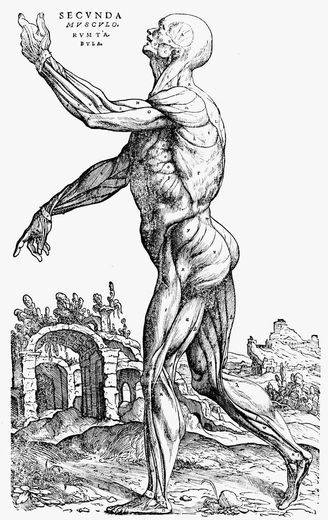 Detail of Muscles of the human body by Andreas Vesalius