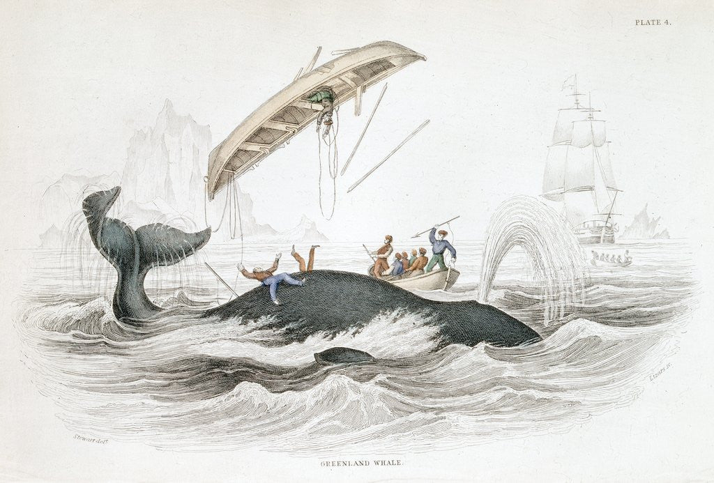Detail of Whaling boat tossed by Greenland whale by Anonymous