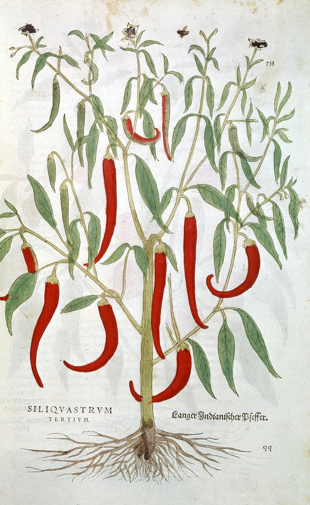 Detail of Cayenne pepper plant by Anonymous